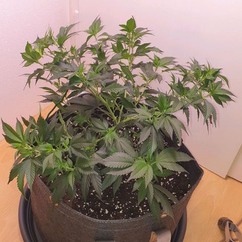 Das Baum projekt  growlog timeline photo