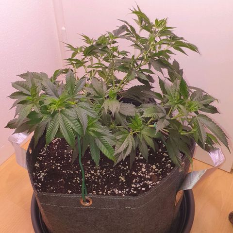 Das Baum projekt  growlog timeline photo