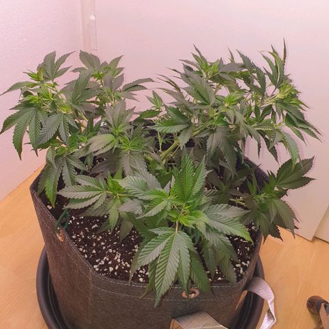 Das Baum projekt  growlog timeline photo