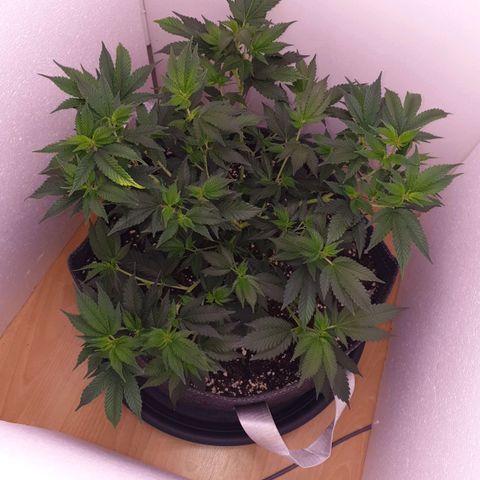 Das Baum projekt  growlog timeline photo