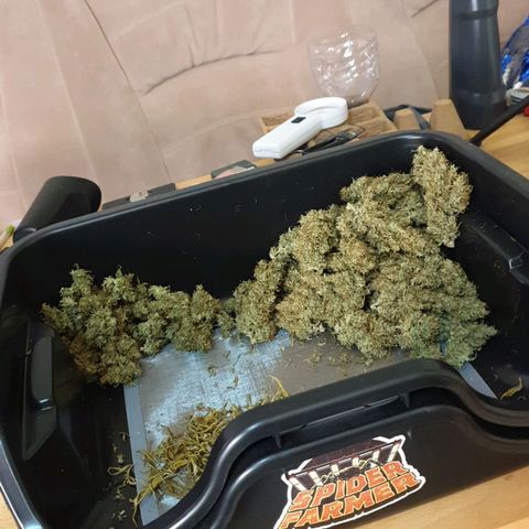 Jacky growlog photo: 67 gramm