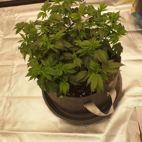 Das Baum projekt  growlog timeline photo