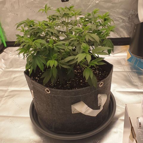 Das Baum projekt  growlog timeline photo