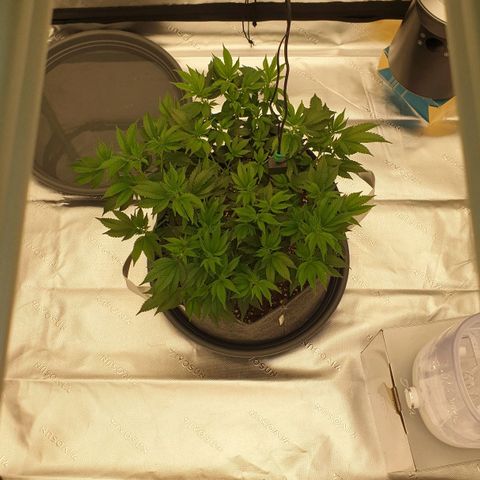 Das Baum projekt  growlog timeline photo