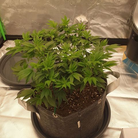 Das Baum projekt  growlog timeline photo