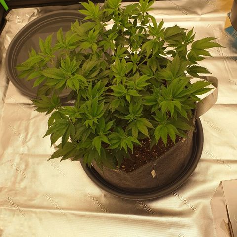 Das Baum projekt  growlog timeline photo