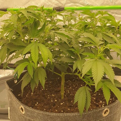 Das Baum projekt  growlog timeline photo