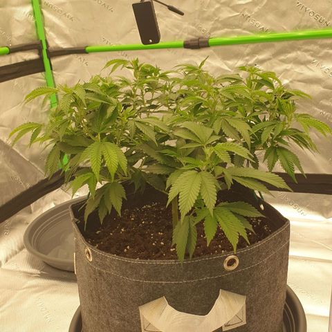Das Baum projekt  growlog timeline photo