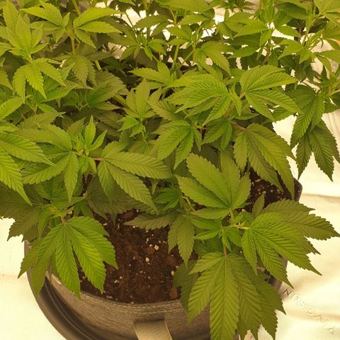 Das Baum projekt  growlog timeline photo