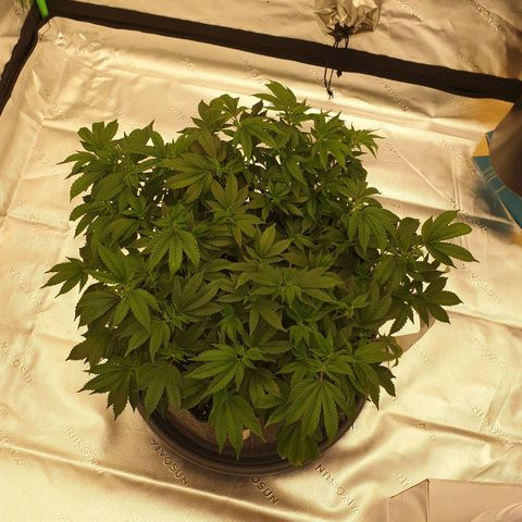 Das Baum projekt  growlog timeline photo