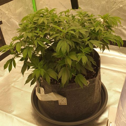 Das Baum projekt  growlog timeline photo