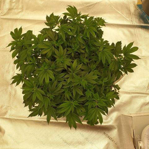 Das Baum projekt  growlog timeline photo