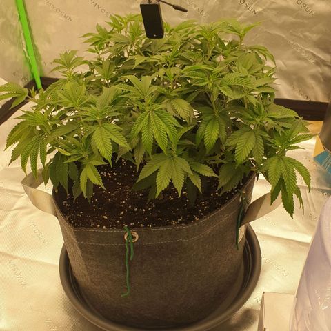 Das Baum projekt  growlog timeline photo