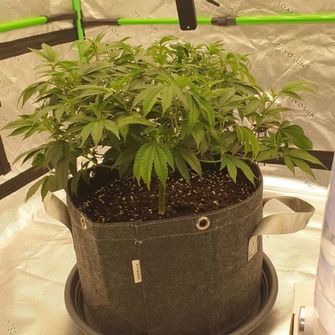 Das Baum projekt  growlog timeline photo