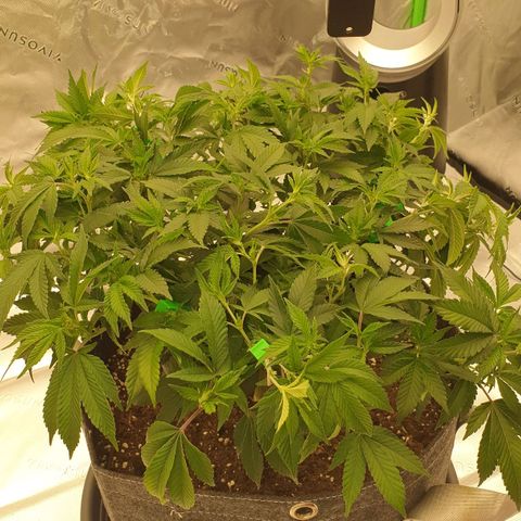 Das Baum projekt  growlog timeline photo