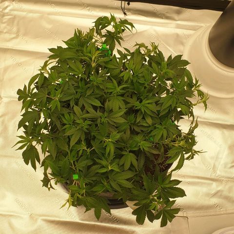 Das Baum projekt  growlog timeline photo