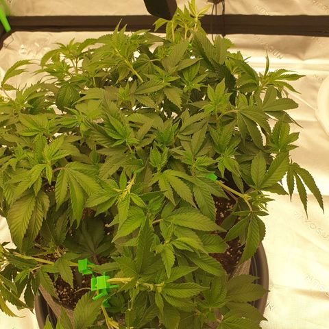 Das Baum projekt  growlog timeline photo