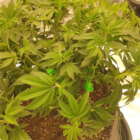 Das Baum projekt  growlog timeline photo