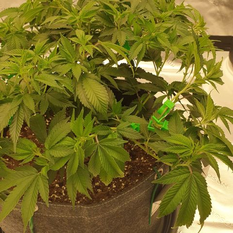 Das Baum projekt  growlog timeline photo