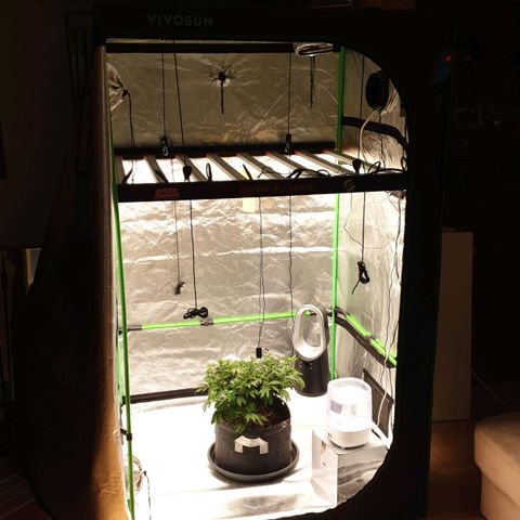 Das Baum projekt  growlog timeline photo