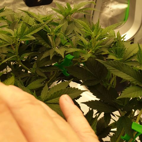 Das Baum projekt  growlog timeline photo