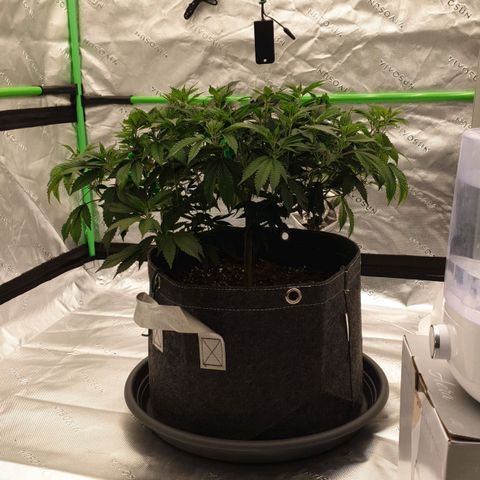 Das Baum projekt  growlog timeline photo