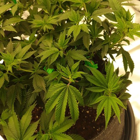 Das Baum projekt  growlog timeline photo