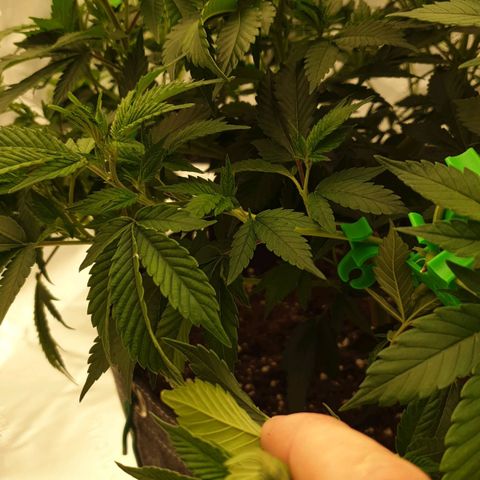 Das Baum projekt  growlog timeline photo