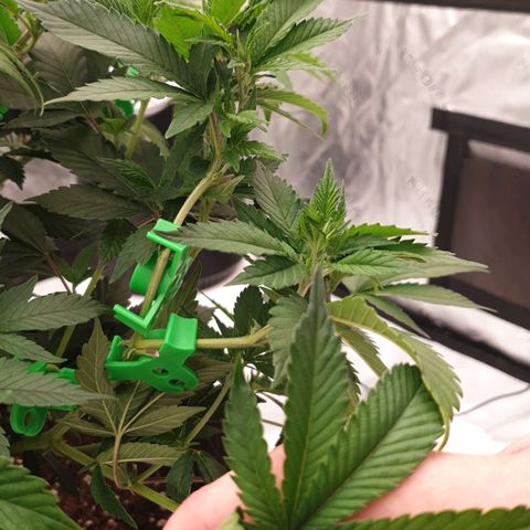 Das Baum projekt  growlog timeline photo