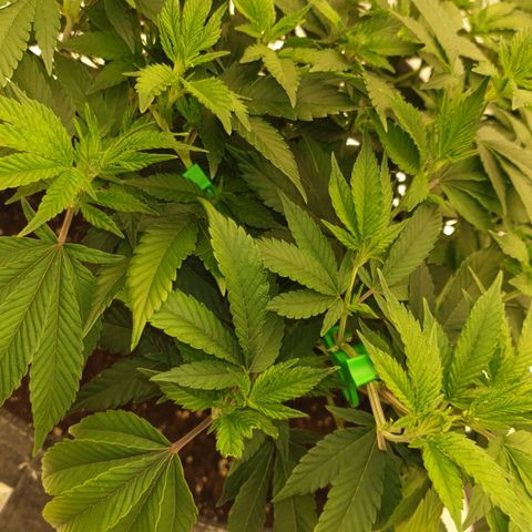 Das Baum projekt  growlog timeline photo