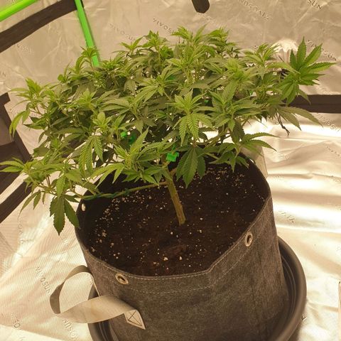 Das Baum projekt  growlog timeline photo