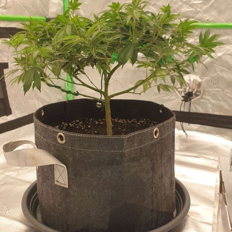 Das Baum projekt  growlog timeline photo