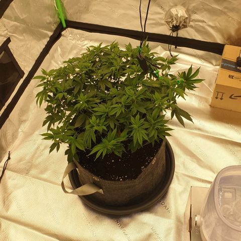 Das Baum projekt  growlog timeline photo