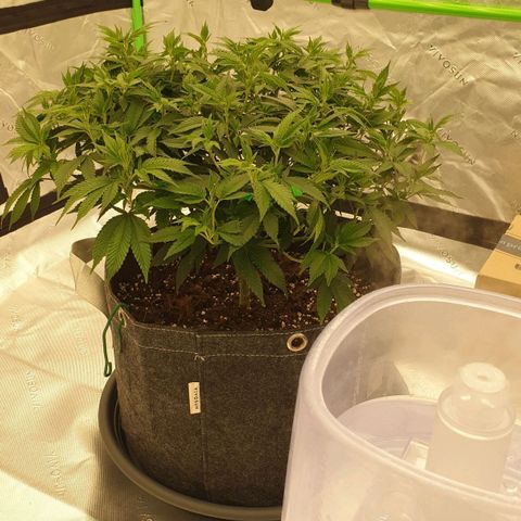 Das Baum projekt  growlog timeline photo
