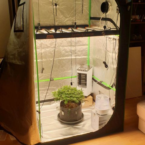 Das Baum projekt  growlog timeline photo