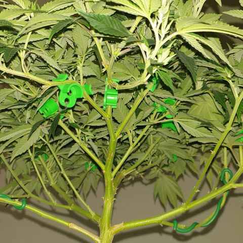 Das Baum projekt  growlog timeline photo
