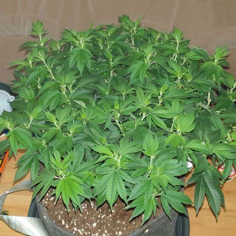 Das Baum projekt  growlog timeline photo