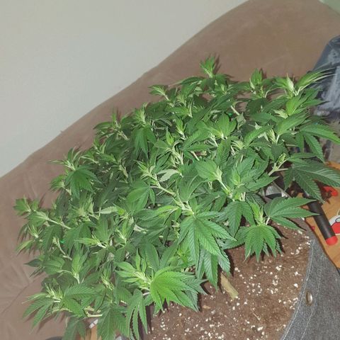 Das Baum projekt  growlog timeline photo