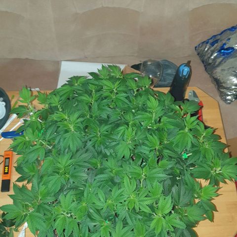 Das Baum projekt  growlog timeline photo