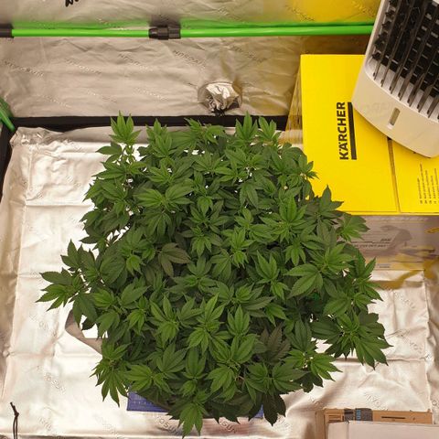 Das Baum projekt  growlog timeline photo