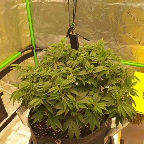 Das Baum projekt  growlog timeline photo
