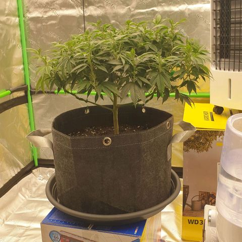 Das Baum projekt  growlog timeline photo