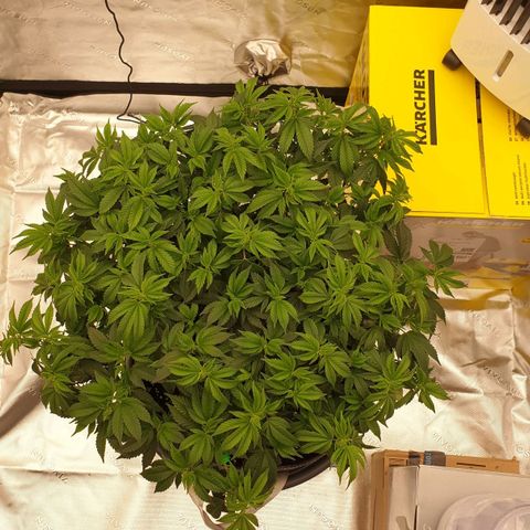 Das Baum projekt  growlog timeline photo