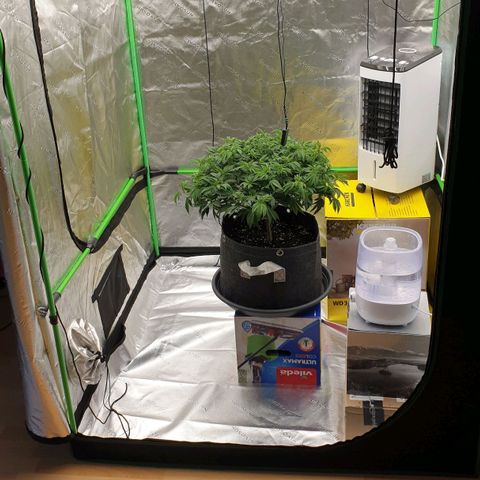 Das Baum projekt  growlog timeline photo
