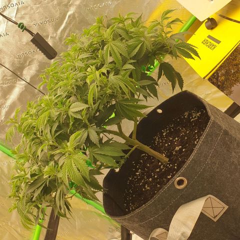 Das Baum projekt  growlog timeline photo