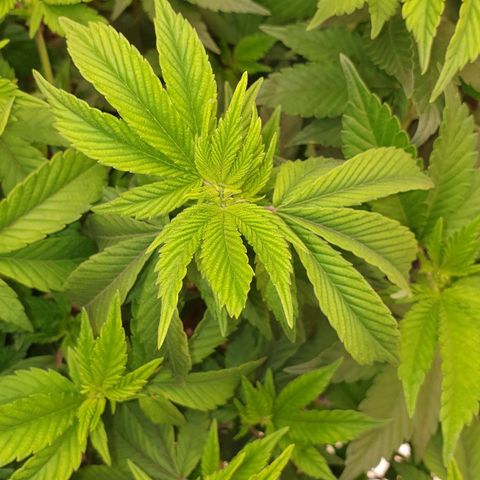 Das Baum projekt  growlog photo: Zwei top triebe zur Kontrolle der wachstums markiert 