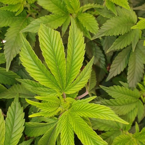 Das Baum projekt  growlog photo: Zwei top triebe zur Kontrolle der wachstums markiert 