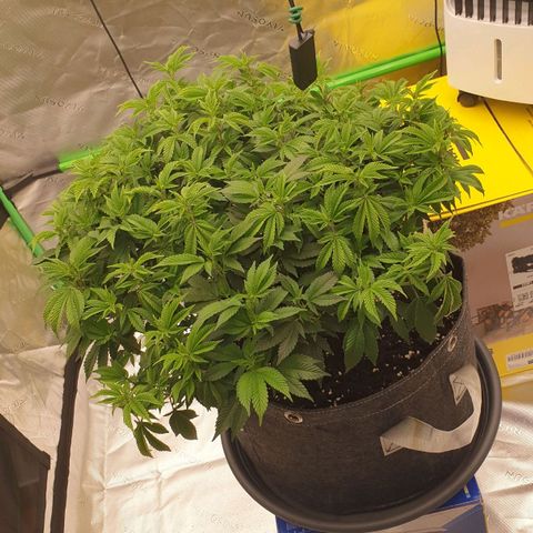 Das Baum projekt  growlog timeline photo