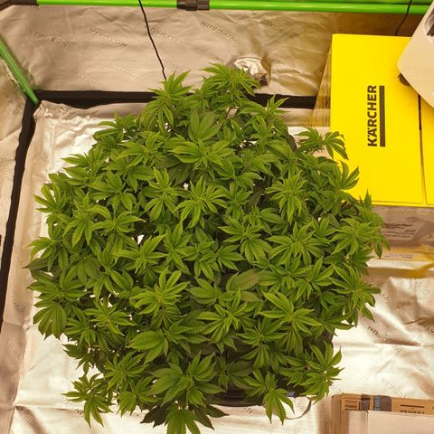 Das Baum projekt  growlog timeline photo