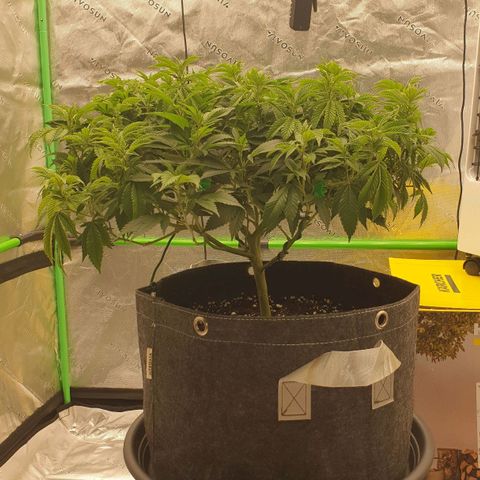 Das Baum projekt  growlog timeline photo